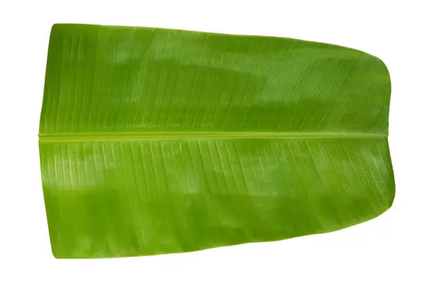 Photo of Fresh green Banana Leaf isolated on white background for serving food Indian tradition and culture.