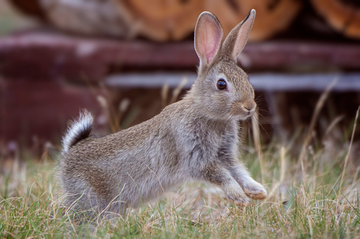 Young cotton tail rabbit outdoors on a farm