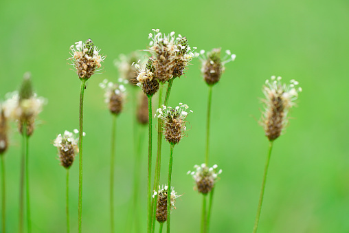 Extreme close-up of Ribwort Plantain in forest with shallow depth of field.