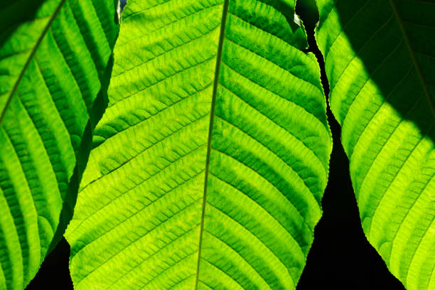 Close up of a chestnut tree