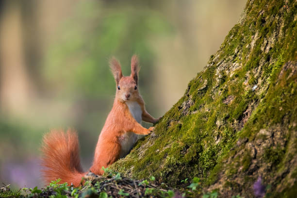 istock Funny red squirrel in the park 1395668529