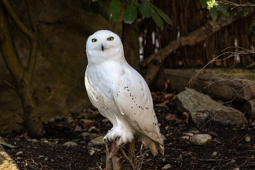The Snowy Owl, Bubo scandiacus is a large, white owl of the typical owl family. Snowy owls are native to Arctic regions in North America and Eurasia.