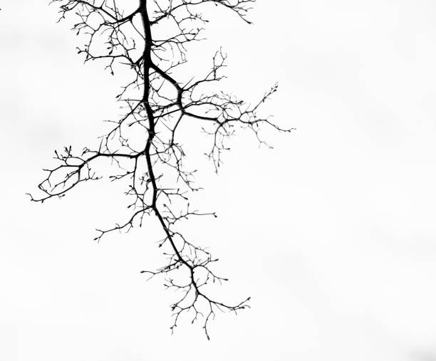 istock Looking up at the trees in the forest with clear sky 1395669231