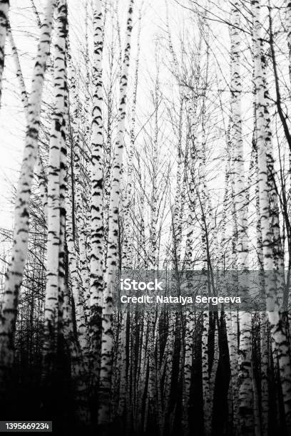 Looking Up At The Trees In The Forest With Clear Sky Stock Photo - Download Image Now