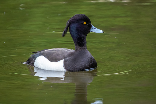 The tufted duck, Aythya fuligula, a small diving duck swimming on the Kleinhesseloher Lake at Munich, Germany