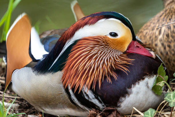 kaczka mandarynka, aix galericulata nad jeziorem w monachium, niemcy - duck pond mandarin red zdjęcia i obrazy z banku zdjęć