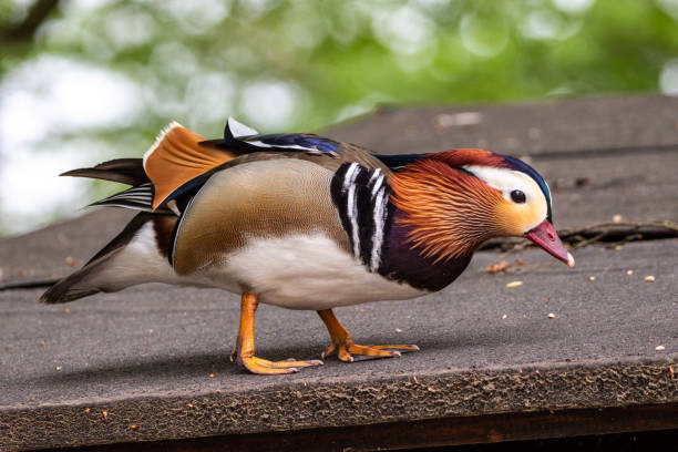 kaczka mandarynka, aix galericulata nad jeziorem w monachium, niemcy - duck pond mandarin red zdjęcia i obrazy z banku zdjęć