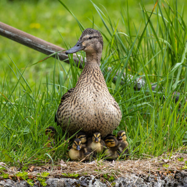 Wild duck or mallard, Anas platyrhynchos family with young goslings at a lake in Munich, Germany Wild duck or mallard, Anas platyrhynchos family with young goslings at a lake in Munich, Germany.The mallard is a dabbling duck. duck family stock pictures, royalty-free photos & images