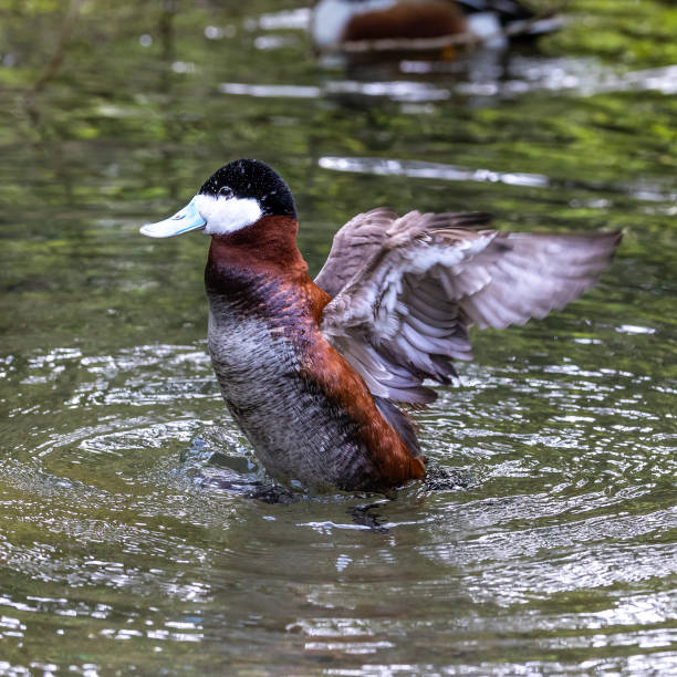 istock Ruddy Duck, Oxyura jamaicensis, swimming on water surface 1395669469