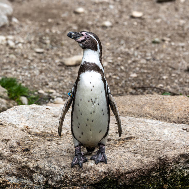istock Humboldt Penguin, Spheniscus humboldti in a park 1395669592