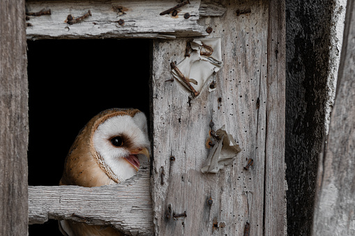The incredible Barn owl hidden in the abandoned house
