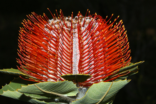 Native Australian wildflower: the bright red flower of Banksia coccinea, the scarlet Banksia, in its natural habitat in Southwest Western Australia