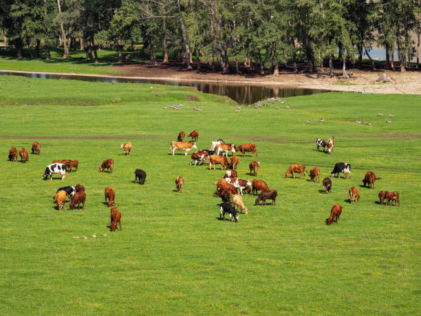 Southern Urals in summer. A herd of cows in a pasture. stock photo