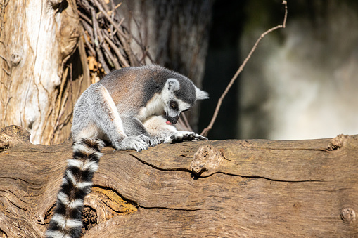 Portrait of a ring-tailed lemur