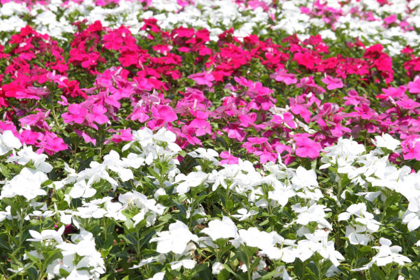 istock Many colorful flowers 1395670783