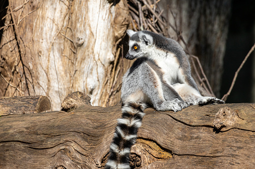 Portrait of a ring-tailed lemur