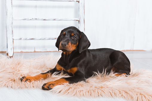 A Doberman puppy lies on a fur rug on a light background