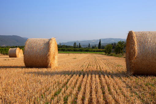 Round hay bales on the field after harvest for feeding cattle in McLaren Vale, South Australia