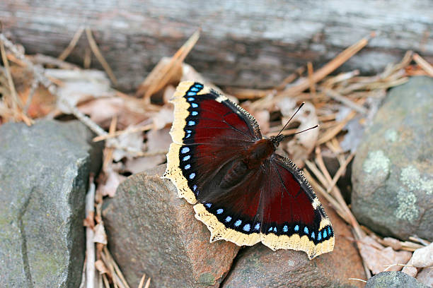 Camberwell Beauty (Nymphalis antiopa)