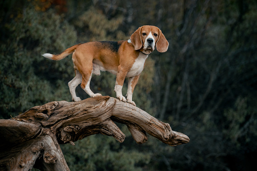 beagle dog stands on the background of nature