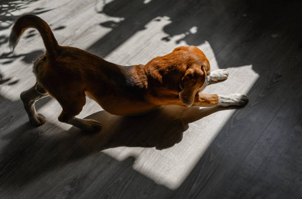istock beagle dog stretches in the sun 1395672070