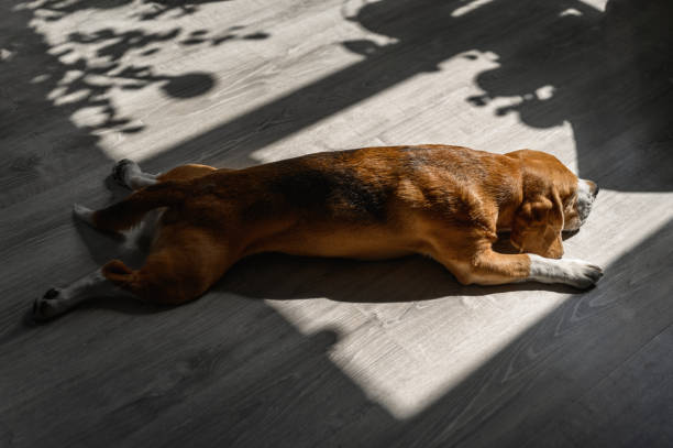 istock beagle dog stretches in the sun 1395672074