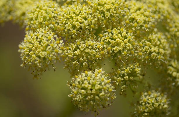 Flora of Gran Canaria - Todaroa montana, plant endemic to the Canary Islands Flora of Gran Canaria - Todaroa montana, plant endemic to the Canary Islands, natural macro floral background dissected flower stock pictures, royalty-free photos & images