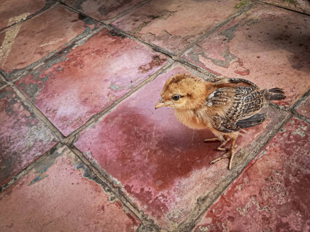 un pollito está en el porche delantero de la casa - screen door door porch house fotografías e imágenes de stock