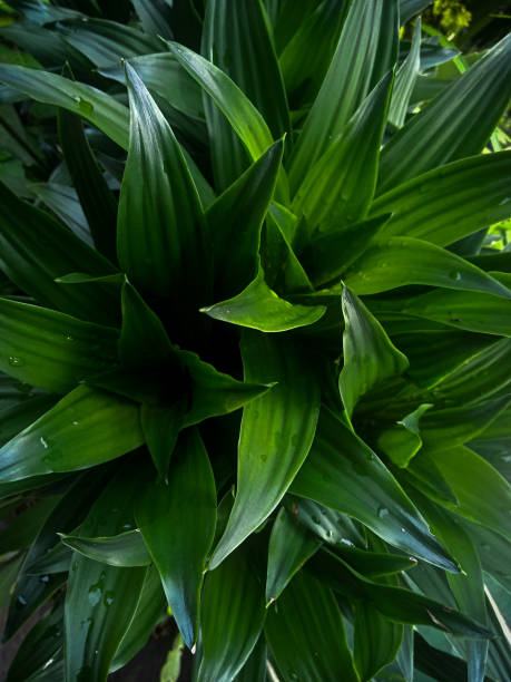 istock fresh looking leaves green background for decoration 1395673131