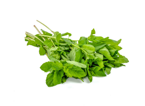 istock Newly harvested fresh mint on isolated white background 1395675082
