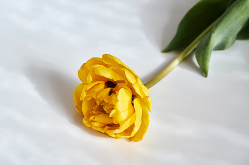 Beautiful yellow Double Peony Tulip on a white background with natural lights and shadows
