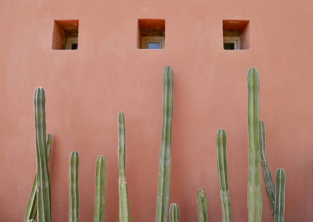 istock Cactus plants in front of red wall with little windows. Marrakech, Morocco. 1395675961