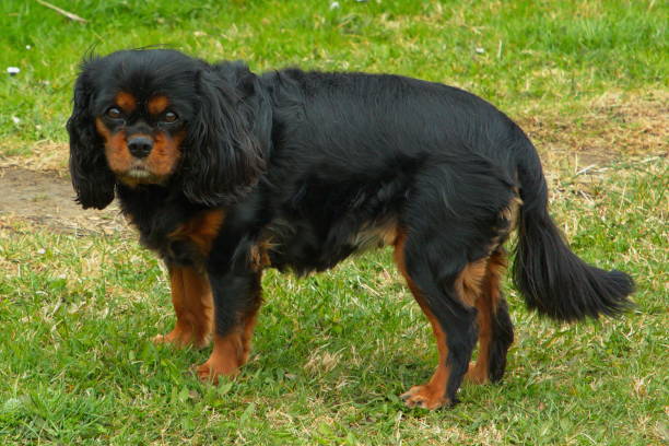 istock Portrait of Cavalier King Charles Spaniel 1395676530
