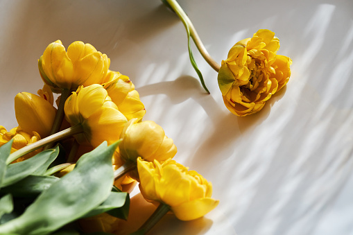 Bunch of beautiful yellow Double Peony Tulip on a white background with natural lights and shadows