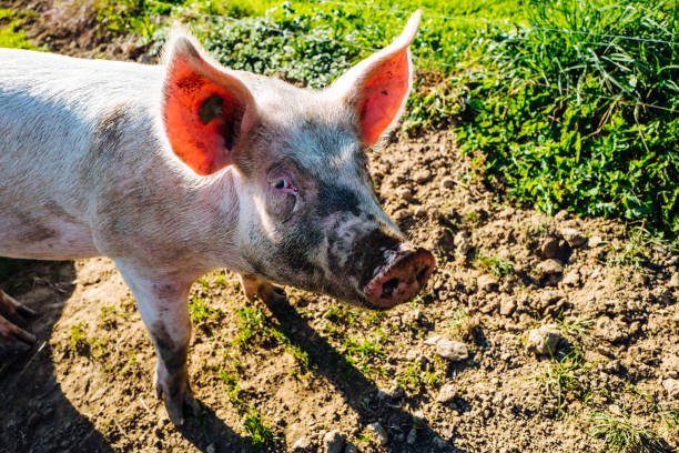 istock High Angle View Of A Pig On Field 1395677549