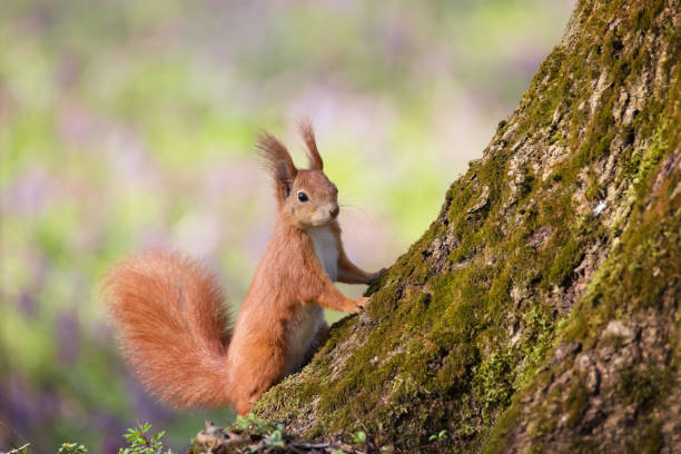 istock Funny red squirrel in the park 1395679002