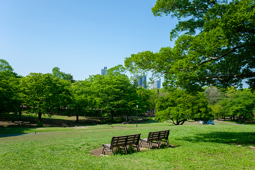 Sunny park
