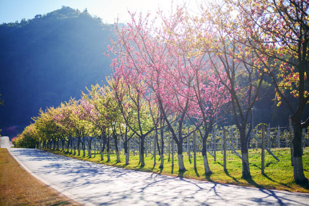 Spring Cherry Blossom Path through a beautiful road , Chiang mai , Thailand