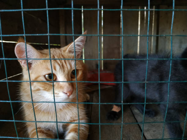 istock Orange cat on the bars of the cage 1395680607