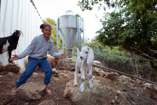 Child girl playing with a kid goat on a farm. Bulk feed bin on background.