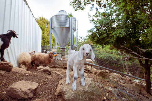 Kid goat at farm. Bulk feed bin on background.