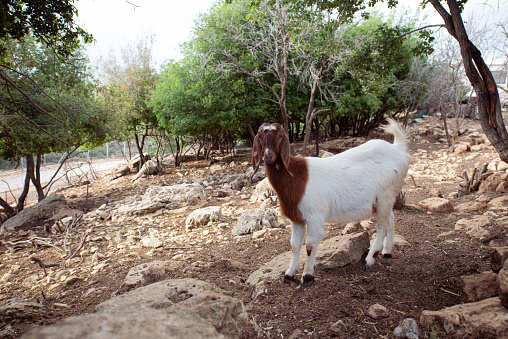 Goat in a paddock.