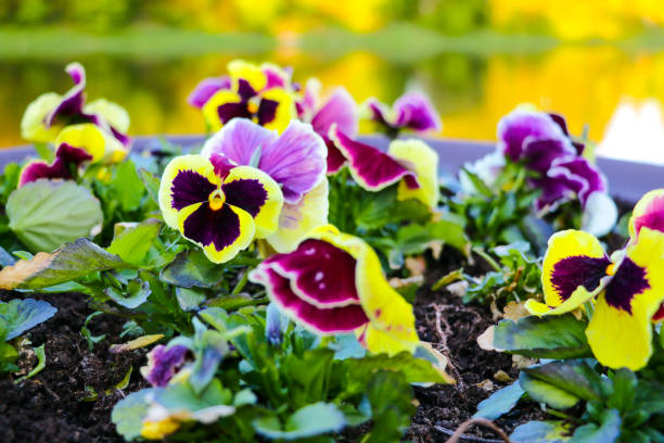 istock Beautiful violet garden flowers, nature background, selective focus. 1395681137