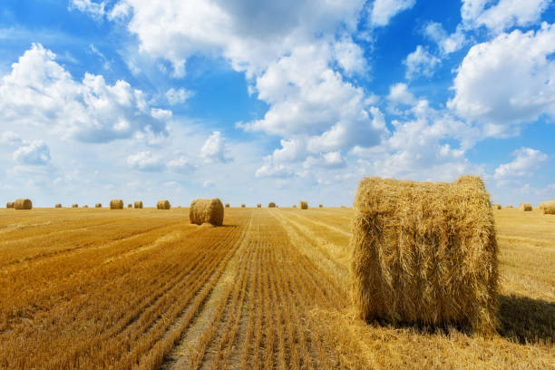 istock Straw bales in a field in summer time 1395682106