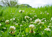 White clover flowers blooming in the field