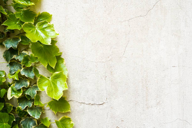 istock The Green Plant on wall. Background with copy space 1395682496