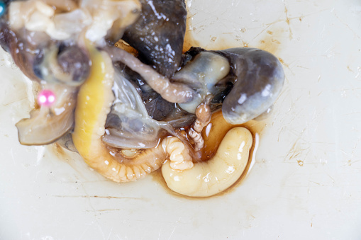 Giant African Snail in the laboratory.