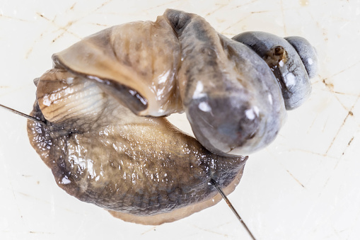 Giant African Snail in the laboratory.