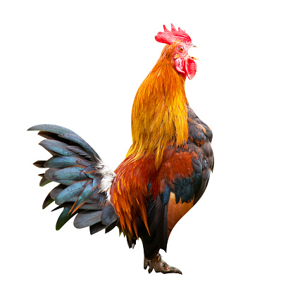 Fighting cock isolated on white background