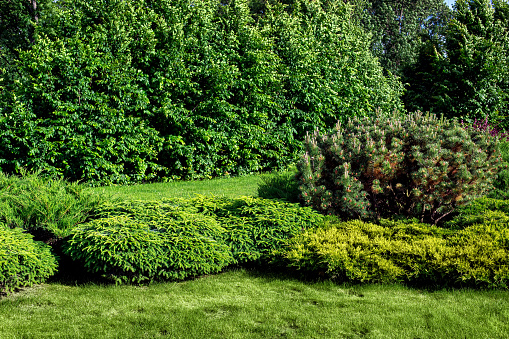 evergreen pine and thuja bushes on a lawn with green grass in a park with deciduous trees on a sunny summer day lit by sun, natural parkland background, nobody.